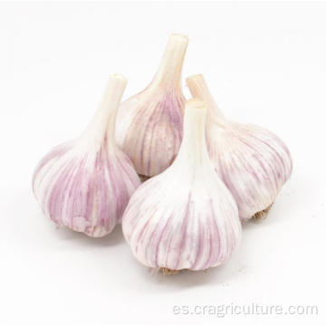 Precio de New Crop Gourmet Red Garlic